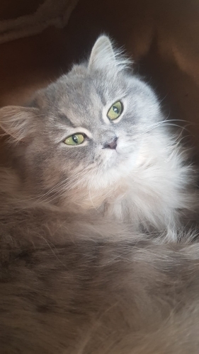 Tatlı dost kedi fotoğraf