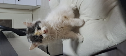 Annesi ölen kartopu ömürlük ailesini arıyor fotoğraf