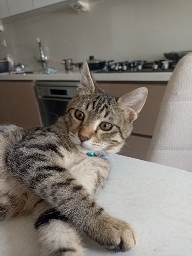 Minik Oğlumuza Sevgi Dolu, Ömürlük Bir Yuva Arıyoruz fotoğraf