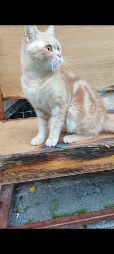 Sokağa terk edilmiş fotoğraf