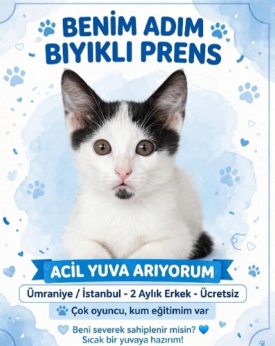 Yakışıklı dünya güzeli bir erkek evlat ömürlük yuvasını arıyorum fotoğraf