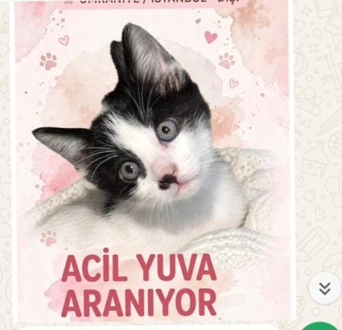 Dünya güzeli şirin mi şirin oyuncu güzelim yuvasını arıyor fotoğraf