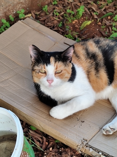 Uysal evcil kisir bir kedi fotoğraf