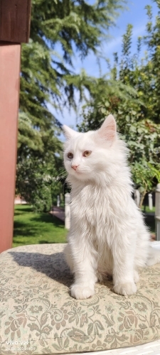Sevecen cana yakın birlikte yatmayı seven fotoğraf