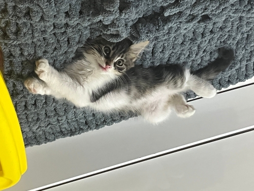 1.5 Aylık Melez yavru kedi fotoğraf