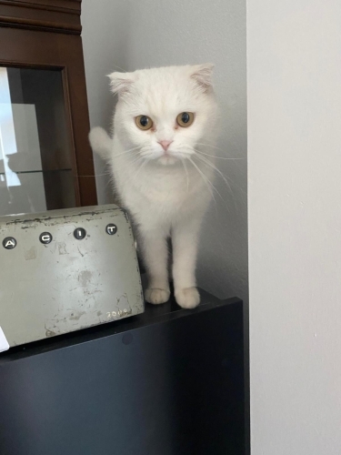 ÖMÜRLÜK YUVA ARIYORUZ fotoğraf