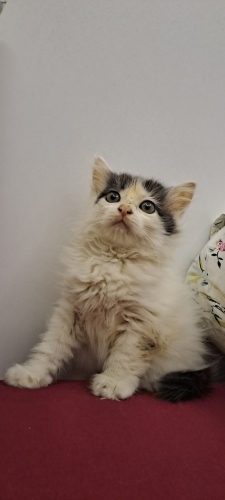 Pofur pofur kartopu ömürlük ailesini arıyor fotoğraf