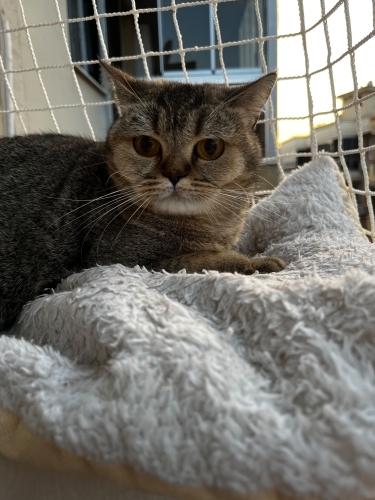 Alice sokakta yapamaz fotoğraf