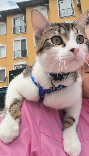 Yeni yuvasını arıyor fotoğraf