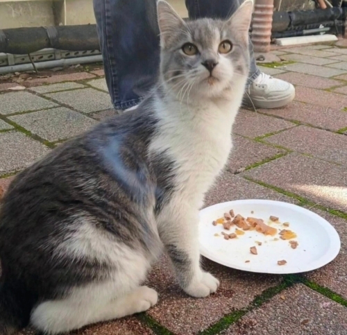 Duman yuva arıyor fotoğraf