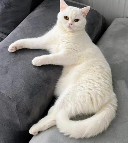 Sütlaç yuva arıyor fotoğraf