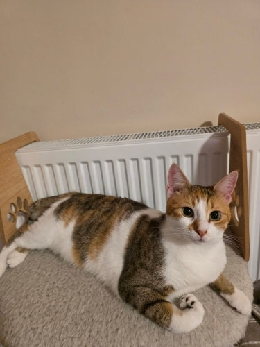 Uyurken sarılan ikinci kedi olmaya uygun kısır sakin oyun oynamayı seven uysal k fotoğraf