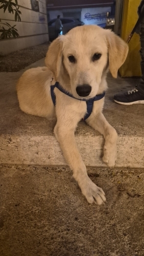 Golden Retriever Ücretsiz sahiplendirme İzmir fotoğraf