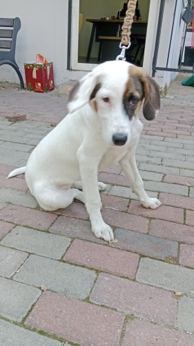 İzmir Beagle Ücretsiz Sahiplendirme Acil Yuva fotoğraf