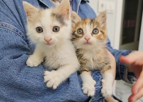 1,5 Aylık Elsa ve Anna Klinikte Yuva Bekliyor💕 fotoğraf