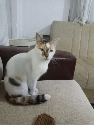 Ücretsiz kısır kedi fotoğraf