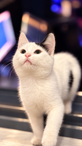 Minik kızımız Vega’ya ömürlük yuva arıyoruz! fotoğraf