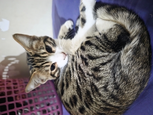 Yavru kedi sokaktan kurtardık fotoğraf