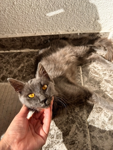 Uysal güzel yavrumuz edavi sonrası yuva bulamadı sokağa döndü ömürlük yuv arıyor fotoğraf