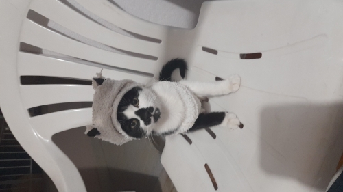 Sakin uykucu sevgi delisi fotoğraf