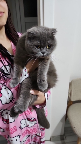 uysal akkılı sadece sevilmek terk edilmemek istiyor fotoğraf
