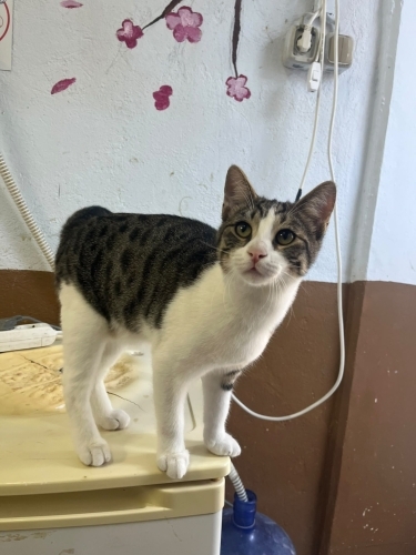 ÇOK TATLI KEDİMİZE ACİL YUVA fotoğraf