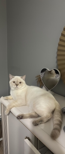 Erkek kedi sokaktan bulunmuş ve şuan gecici yuva kalmaktadır. fotoğraf