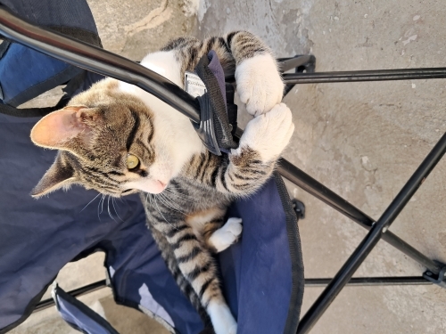 Çok akıllı bir tekir fotoğraf