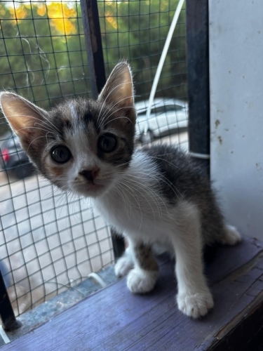 Calico prenses yuva arıyor fotoğraf