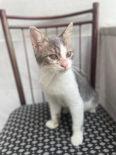 İKİ KARDEŞ YUVA ARIYOR fotoğraf