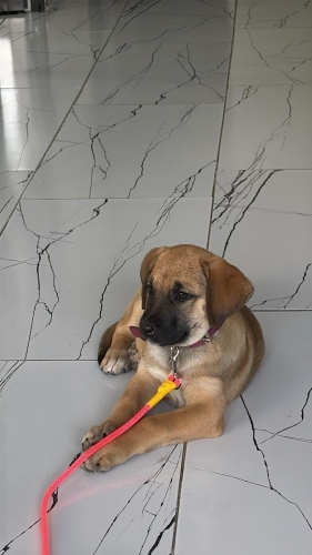 3 aylık Malinos Melezi bebeğimize ömürlük 🏡 yuva fotoğraf