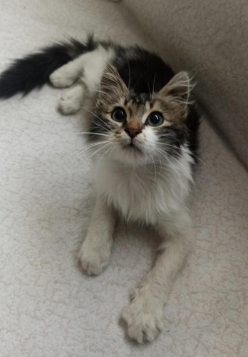 ACİL!! YAVRU KEDİYİ YAŞATACAK YUVA ARANIYOR fotoğraf