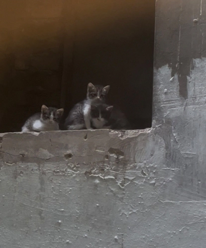 Minik yavrulara ömürlük yuva arıyoruz. fotoğraf