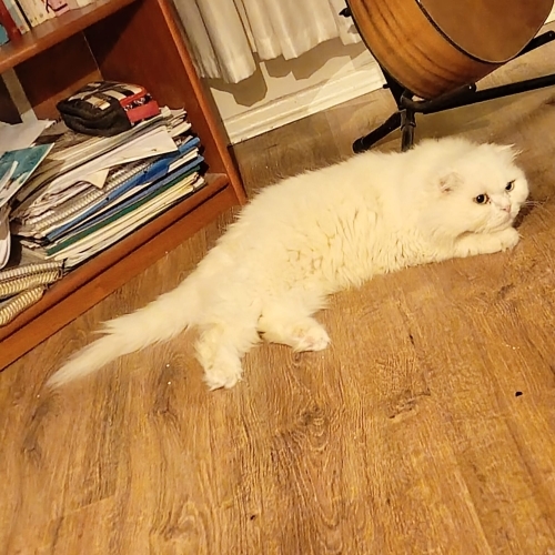 paşa yeni yuvasını arıyor fotoğraf