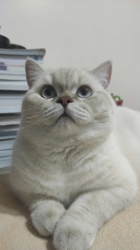 brist blue point cins kedi fotoğraf