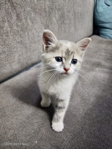 1 Aylık soft renklerde biblo gibi harika yavru🧿🐱 çok sevecen fotoğraf