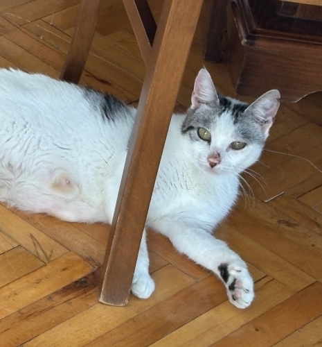 KISIR USLU KEDİ fotoğraf