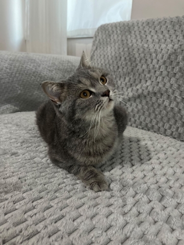 Simba yuva arıyor antalya fotoğraf