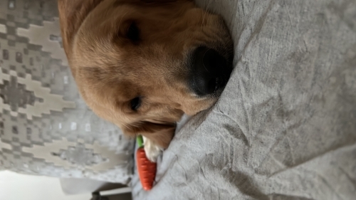 Acil yuva aranıyor fotoğraf