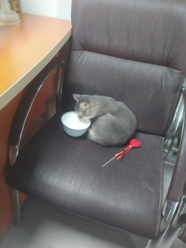 Adana acil yuva fotoğraf