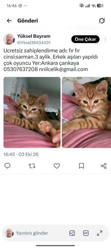 Yavru cantasi ve mamasi ile verilecek fotoğraf