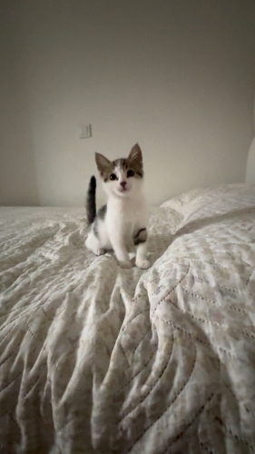 Sevimli şaşkın suratlı kedi yuva arıyor fotoğraf