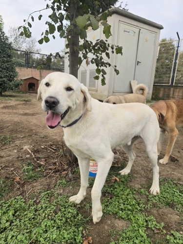 Labrador melez/erkek/kısır/ömürlük yuva fotoğraf