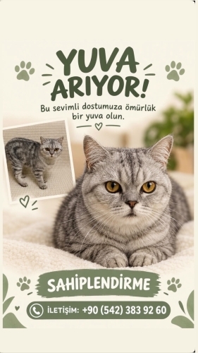 Sıcakkanlı meraklı sevimli fotoğraf