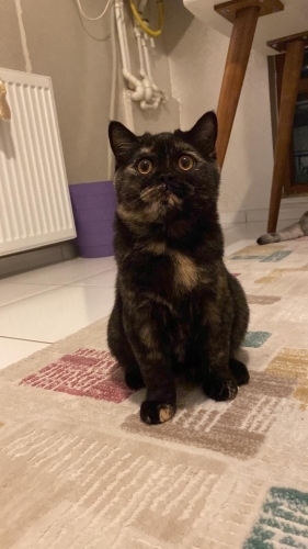 Çok sevecen çok akıllı fotoğraf
