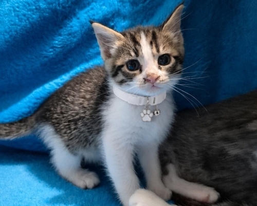 Yavru kedi sahiplenme fotoğraf