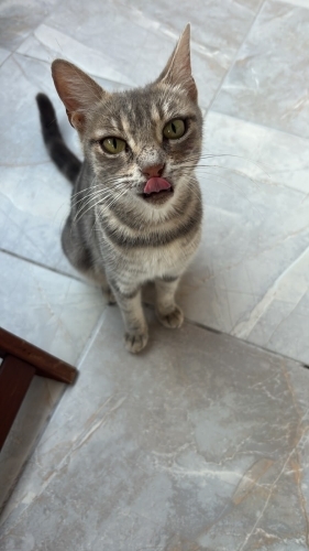 💄 Doğuştan Makyajlı Güzellik Tanrıçamız Ömürlük Yuvasını Arıyor! 🐈 fotoğraf