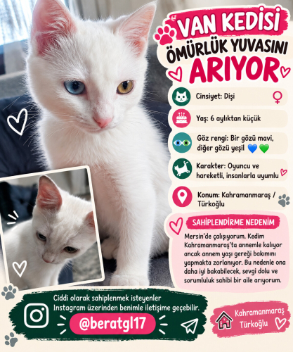 Enerjik uysal sevecen fotoğraf