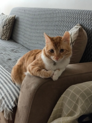 Tatlı yaramaz Garfi fotoğraf