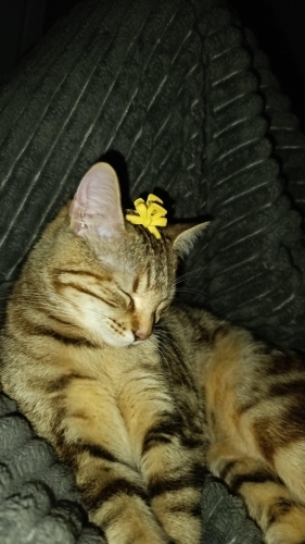 1 yaş kısırlastirilmis dişi kedi çipi var aşıları tam çok sevecen oyuncu fotoğraf